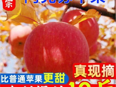新疆阿克苏苹果10斤冰糖心苹果果园
