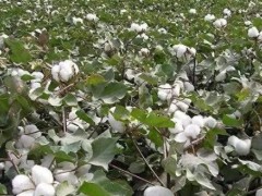新疆棉花为何成为国家战略资源