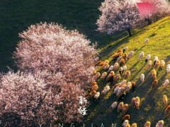 探索神秘西域，畅享极致之旅