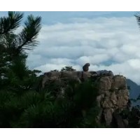 黄山康辉国际旅行社