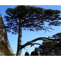 合肥到黄山旅游 黄山精华纯玩二日游(特惠产品无购物)