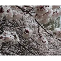 新疆旅游 伊犁杏花沟那拉提赛里木湖果子沟独山子大峡5天小团游