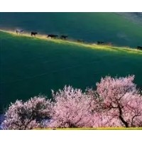 [伊犁吐尔根杏花旅游5日]乌鲁木齐到吐尔根杏花旅游